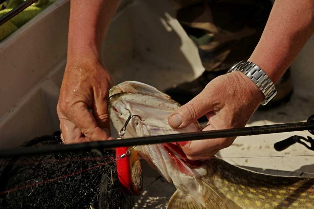 Szczupacza alternatywa